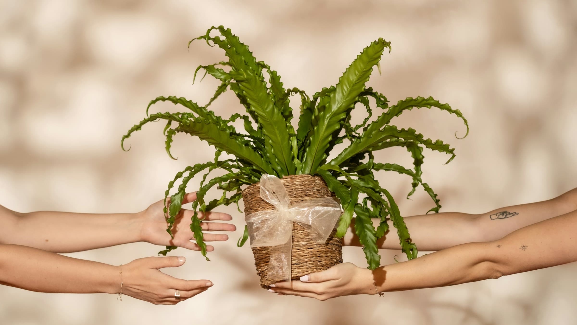 Manos tendidas que sostienen un helecho verde en una cesta tejida con un lazo decorativo sobre un fondo beige con sombras suaves.